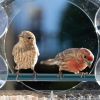 Pet Bird Feeder; Nature Anywhere Clear Plastic Window Bird Feeder for Outside - Clear Window Bird Feeder with Strong Suction Cups